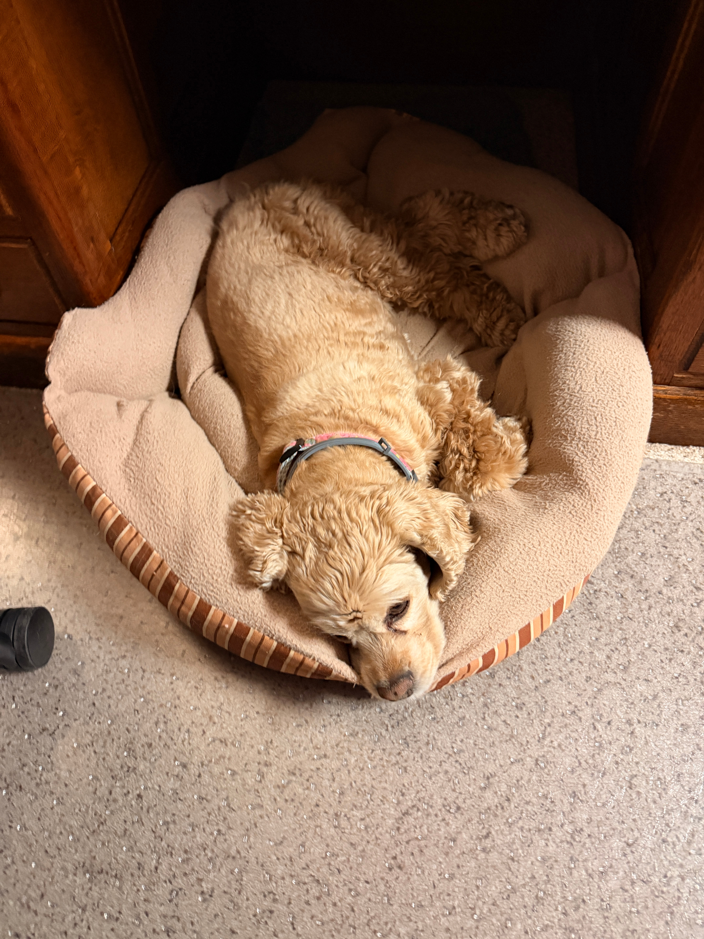 Dave's dog napping in her cozy bed